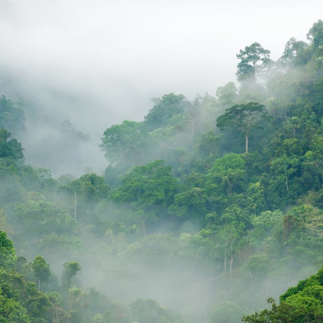 Gewaltfrei investieren, VEGN ETF Gewaltfrei investieren, VEGN ETF