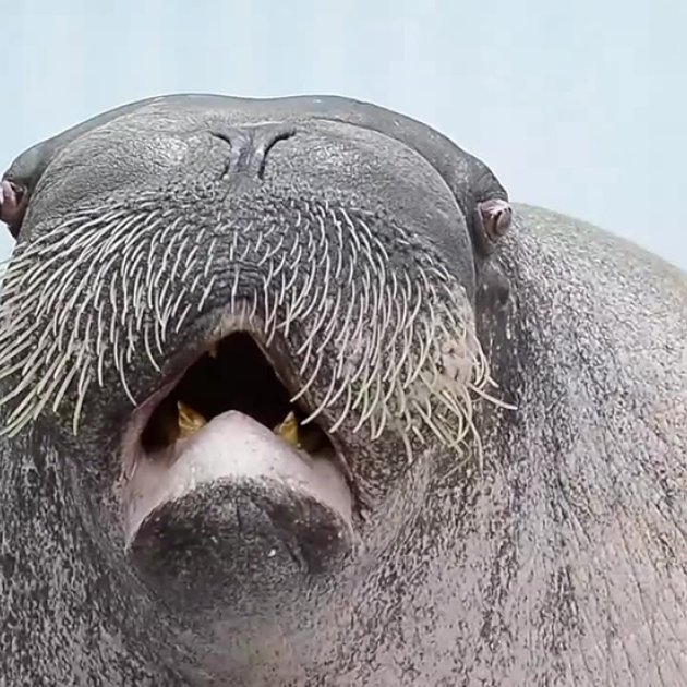 Walross, E.T. Walross, E.T.