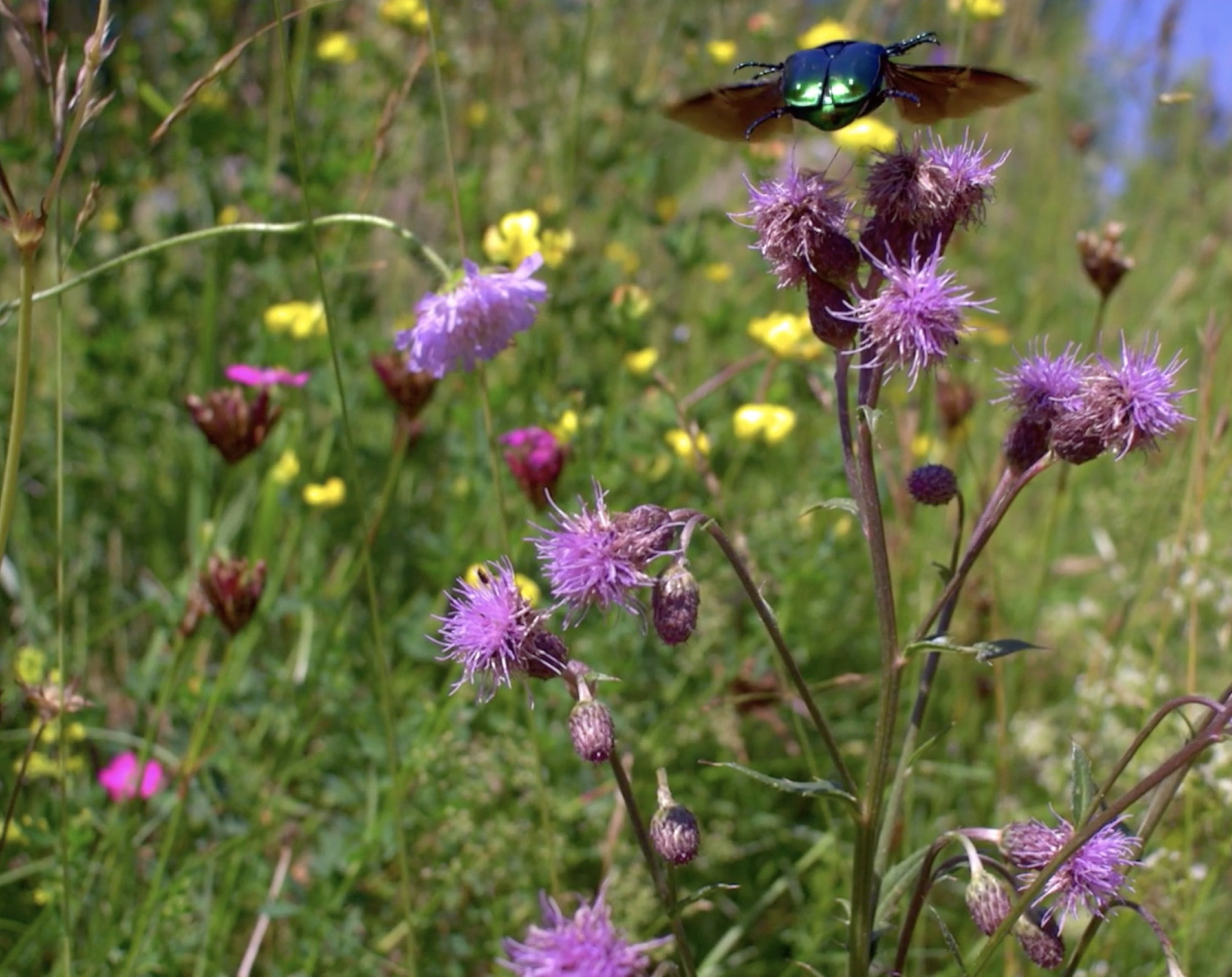 Goldene Acht, Dominik Eulberg Goldene Acht, Dominik Eulberg