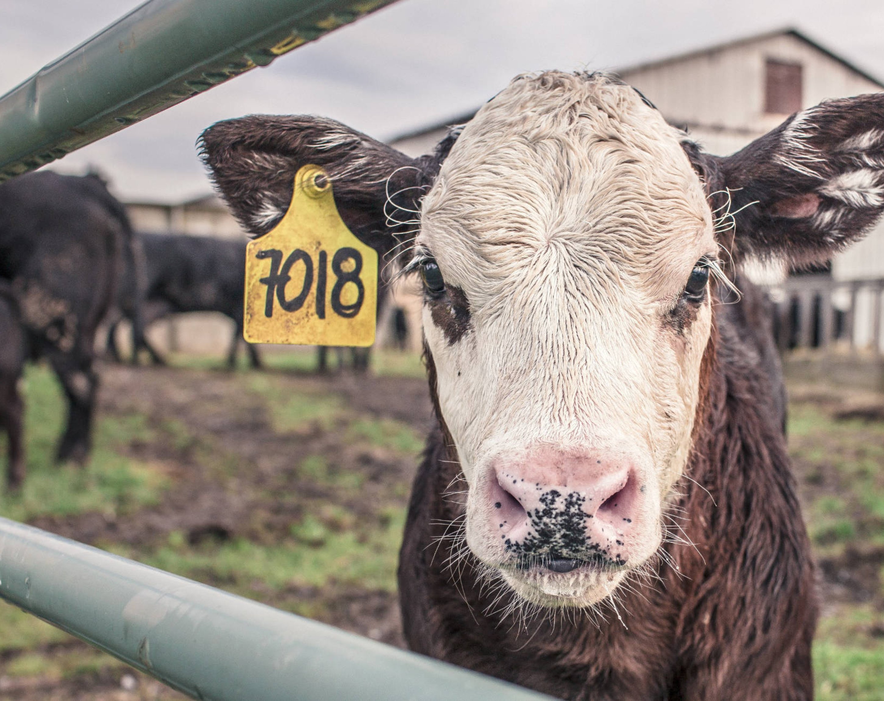 Volksinitiative „Abschaffung der Massentierhaltung“, Sentience Politics Volksinitiative „Abschaffung der Massentierhaltung“, Sentience Politics