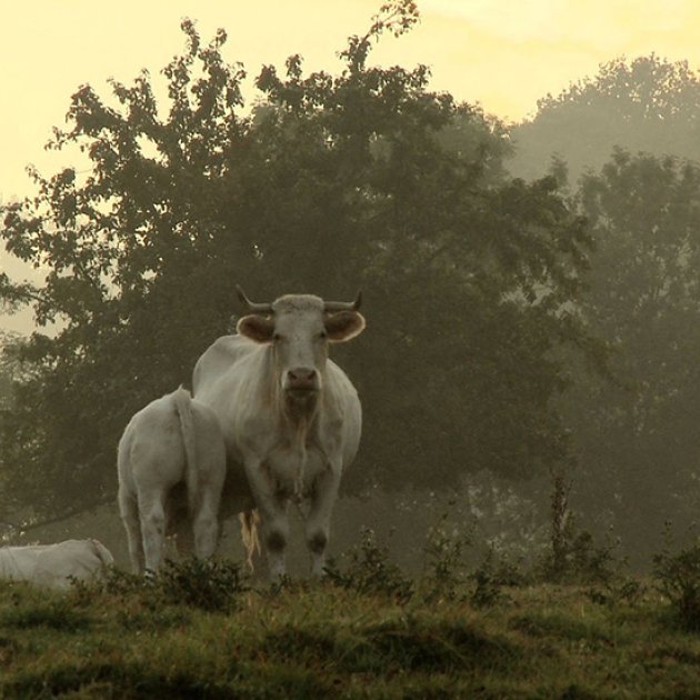 Bovines, Emmanuel Gras Bovines, Emmanuel Gras