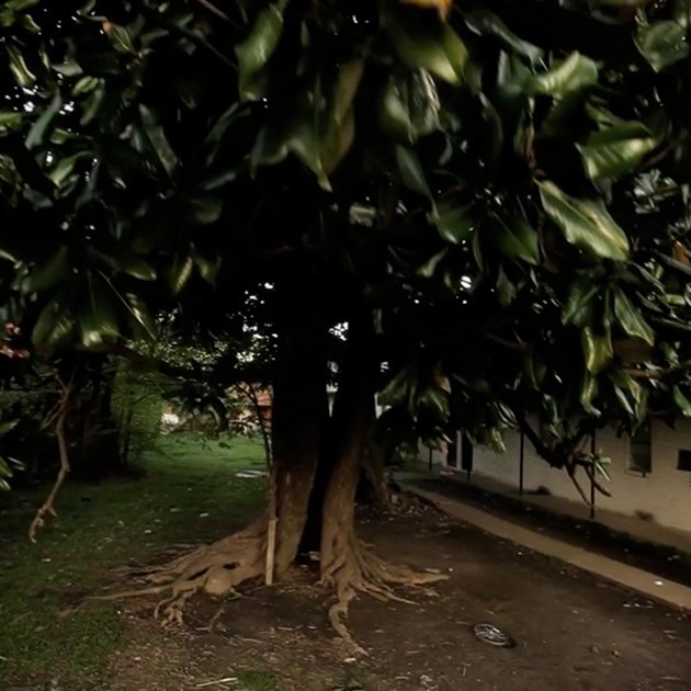 Der Magnolienbaum, April Der Magnolienbaum, April