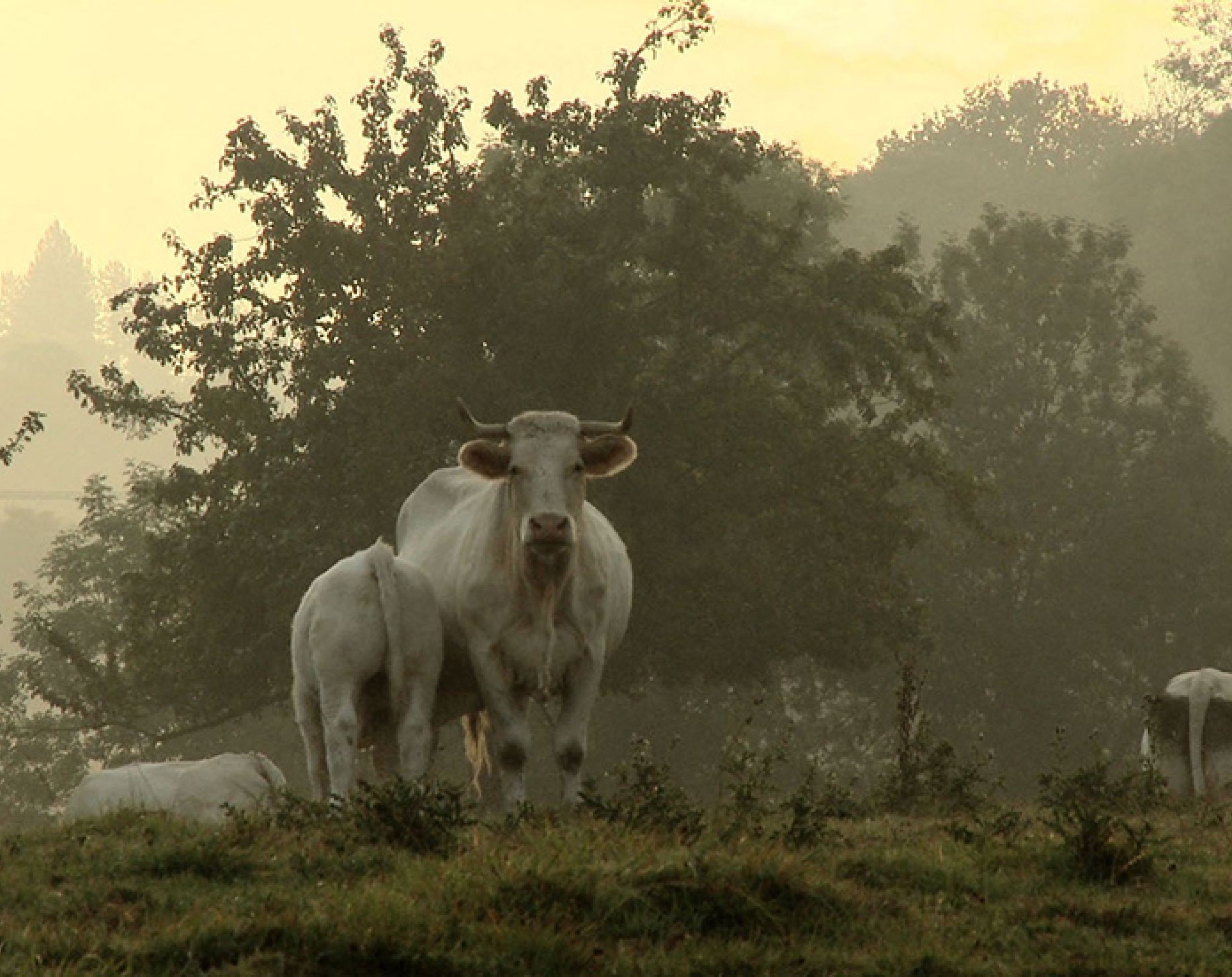 Bovines, Emmanuel Gras Bovines, Emmanuel Gras