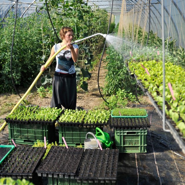 Vernetzungsplattform, Solidarische Landwirtschaft Vernetzungsplattform, Solidarische Landwirtschaft